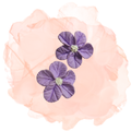 Earrings Cotton Flower